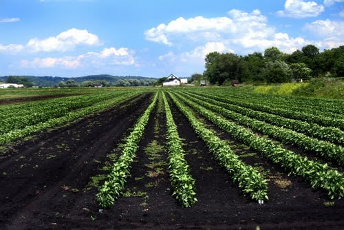 Farmland for Investment