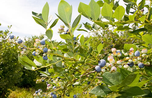 blueberry farm for sale