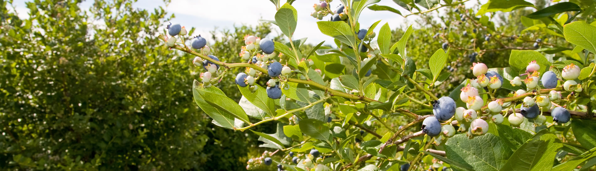 blueberry farm for sale