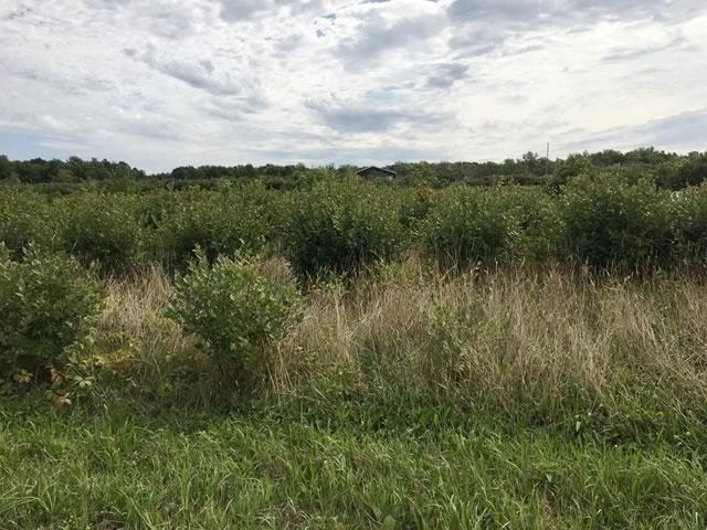 Listings of Fruit Farms for Sale in Michigan | Blueberry | Vineyards ...