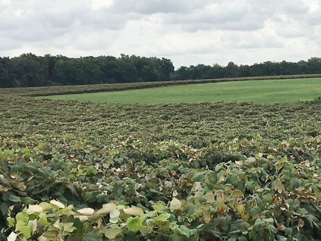 Listings of Fruit Farms for Sale in Michigan | Blueberry | Vineyards ...