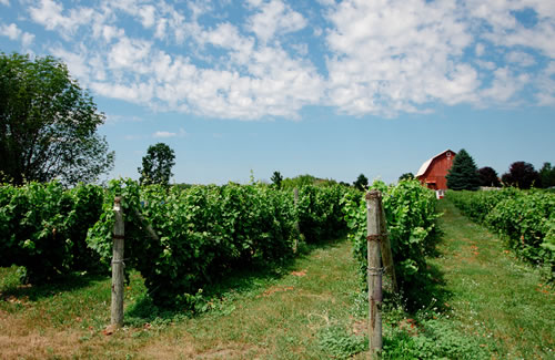 blueberry farm for sale