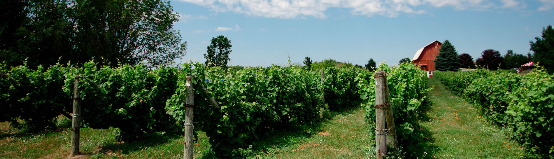 blueberry farm for sale